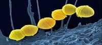New bacteria created panic in Japan...?